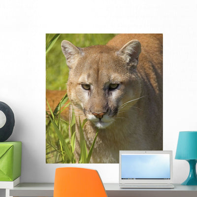 Cougar Wall Mural shown on a wall