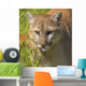 Cougar Wall Mural