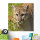 Cougar Wall Mural