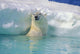 Polar Bear In Water Wall Mural