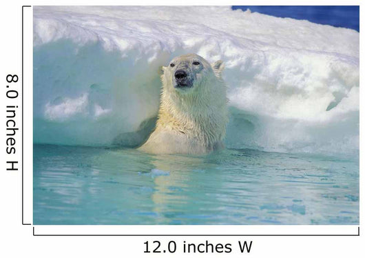 Polar Bear In Water Wall Mural