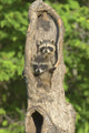 Baby Racoon's In Hollow Tree Wall Mural