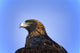 Golden Eagle Wall Mural