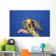 Peregrine Falcon On Perch Wall Mural