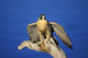 Peregrine Falcon On Perch Wall Mural