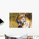 Tiger Head Shot Wall Mural