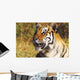 Tiger Head Shot Wall Mural