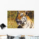 Tiger Head Shot Wall Mural