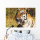 Tiger Head Shot Wall Mural