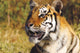Tiger Head Shot Wall Mural