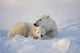 Polar Bear Sow With Cub Wall Mural
