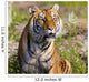 Tiger Watching Wall Mural