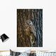 Mexican Spotted Owl Camouflaged Against Tree Bark Wall Mural