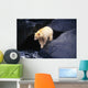 Kermode Bear On Boulder Hunting Salmon Wall Mural