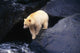 Kermode Bear On Boulder Hunting Salmon Wall Mural