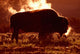 Steam Rolling Off Solitary Bison Wall Mural