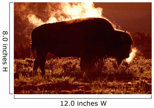 Steam Rolling Off Solitary Bison Wall Mural