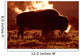 Steam Rolling Off Solitary Bison Wall Mural