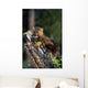 Marten On Mossy Tree Stump Wall Mural