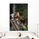 Marten On Mossy Tree Stump Wall Mural