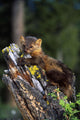 Marten On Mossy Tree Stump Wall Mural
