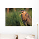 Fledgling Great Blue Heron Wall Mural