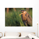 Fledgling Great Blue Heron Wall Mural