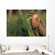 Fledgling Great Blue Heron Wall Mural