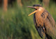 Fledgling Great Blue Heron Wall Mural