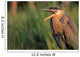 Fledgling Great Blue Heron Wall Mural