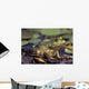 Close-Up Of A Bullfrog Wall Mural