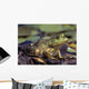 Close-Up Of A Bullfrog Wall Mural