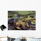 Close-Up Of A Bullfrog Wall Mural
