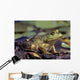 Close-Up Of A Bullfrog Wall Mural