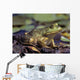 Close-Up Of A Bullfrog Wall Mural