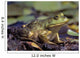 Close-Up Of A Bullfrog Wall Mural