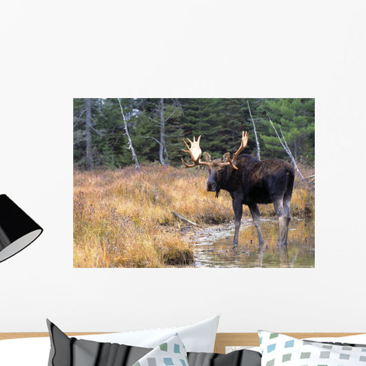 Bull Moose In Stream Wall Mural
