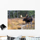 Bull Moose In Stream Wall Mural
