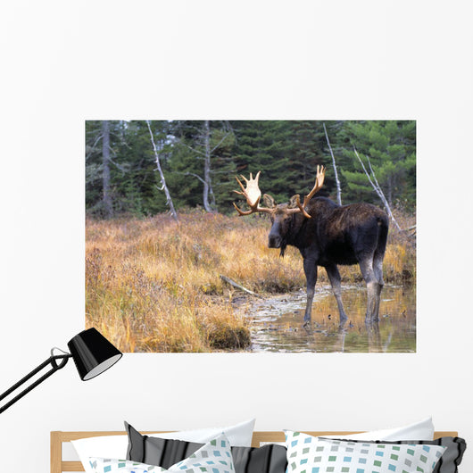 Bull Moose In Stream Wall Mural