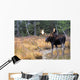 Bull Moose In Stream Wall Mural