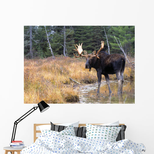 Bull Moose In Stream Wall Mural