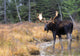 Bull Moose In Stream Wall Mural