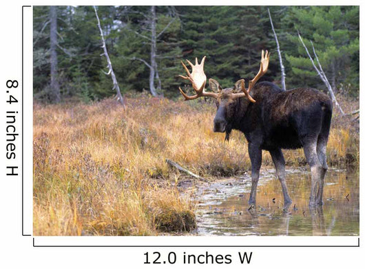 Bull Moose In Stream Wall Mural