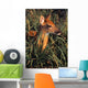 Young Deer Laying In Grass Wall Mural