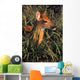 Young Deer Laying In Grass Wall Mural