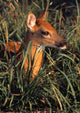 Young Deer Laying In Grass Wall Mural