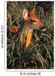 Young Deer Laying In Grass Wall Mural