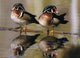 Pair Of Wild Birds Wall Mural