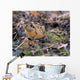 American Woodcock Bird Wall Mural