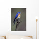 Eastern Bluebird Wall Mural